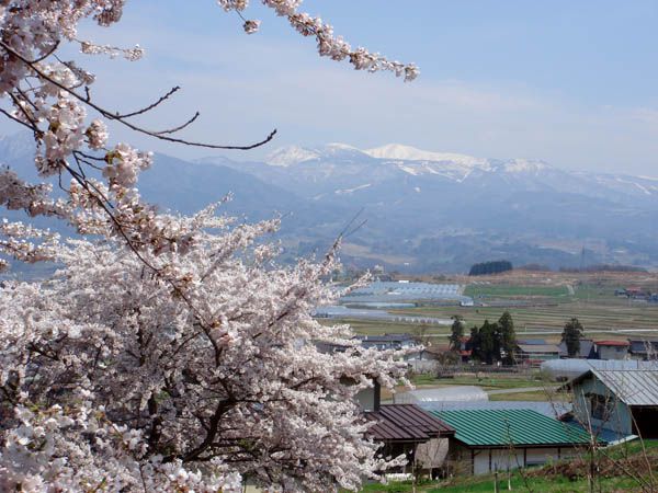 蔵王と桜のコラボ【上山市　久保手】