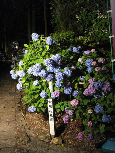 打倒鎌倉！！^_^;【山形市　アジサイ寺】