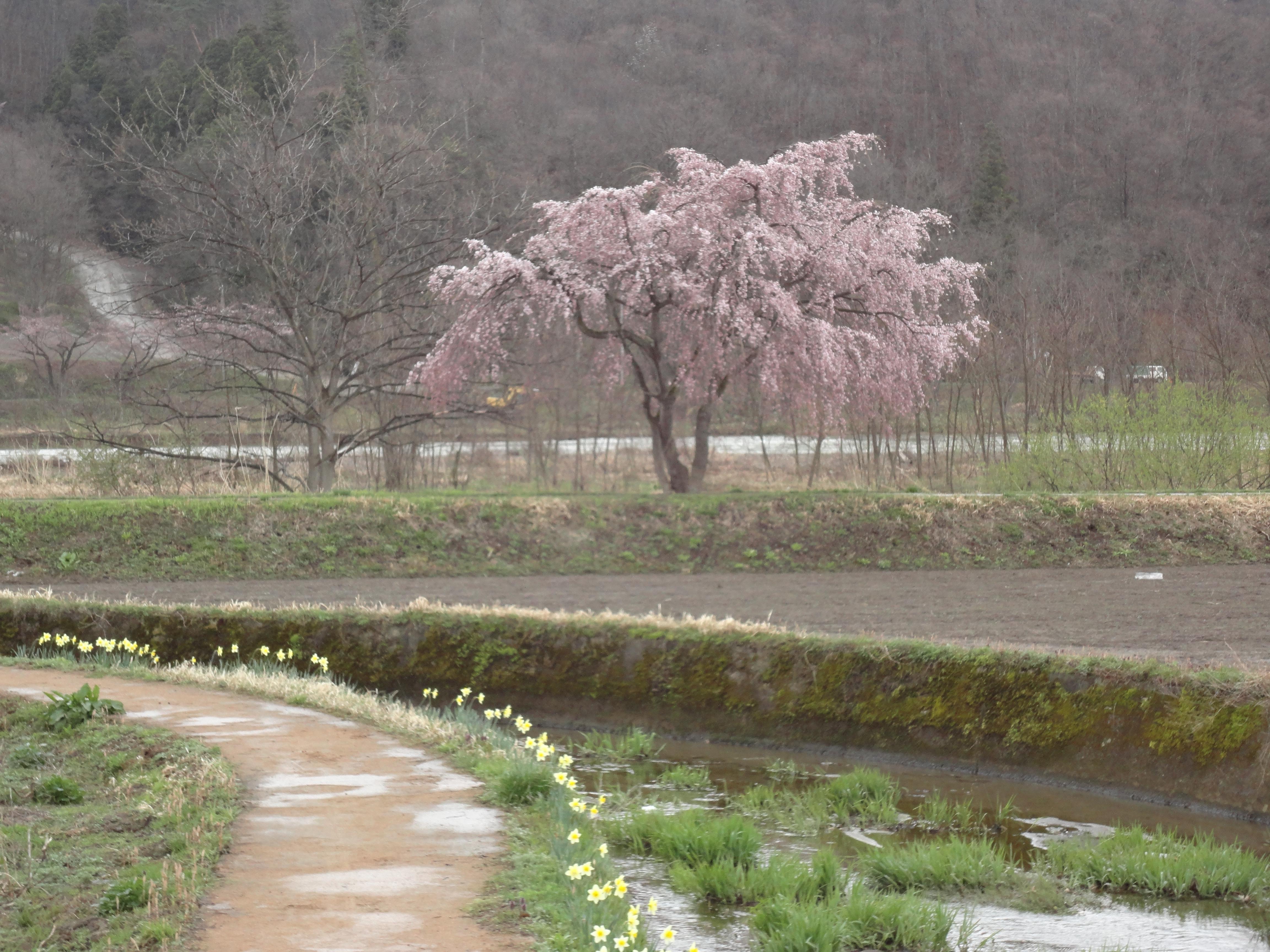 今年も運航！桜の咲く時期限定最上川桜遊覧！