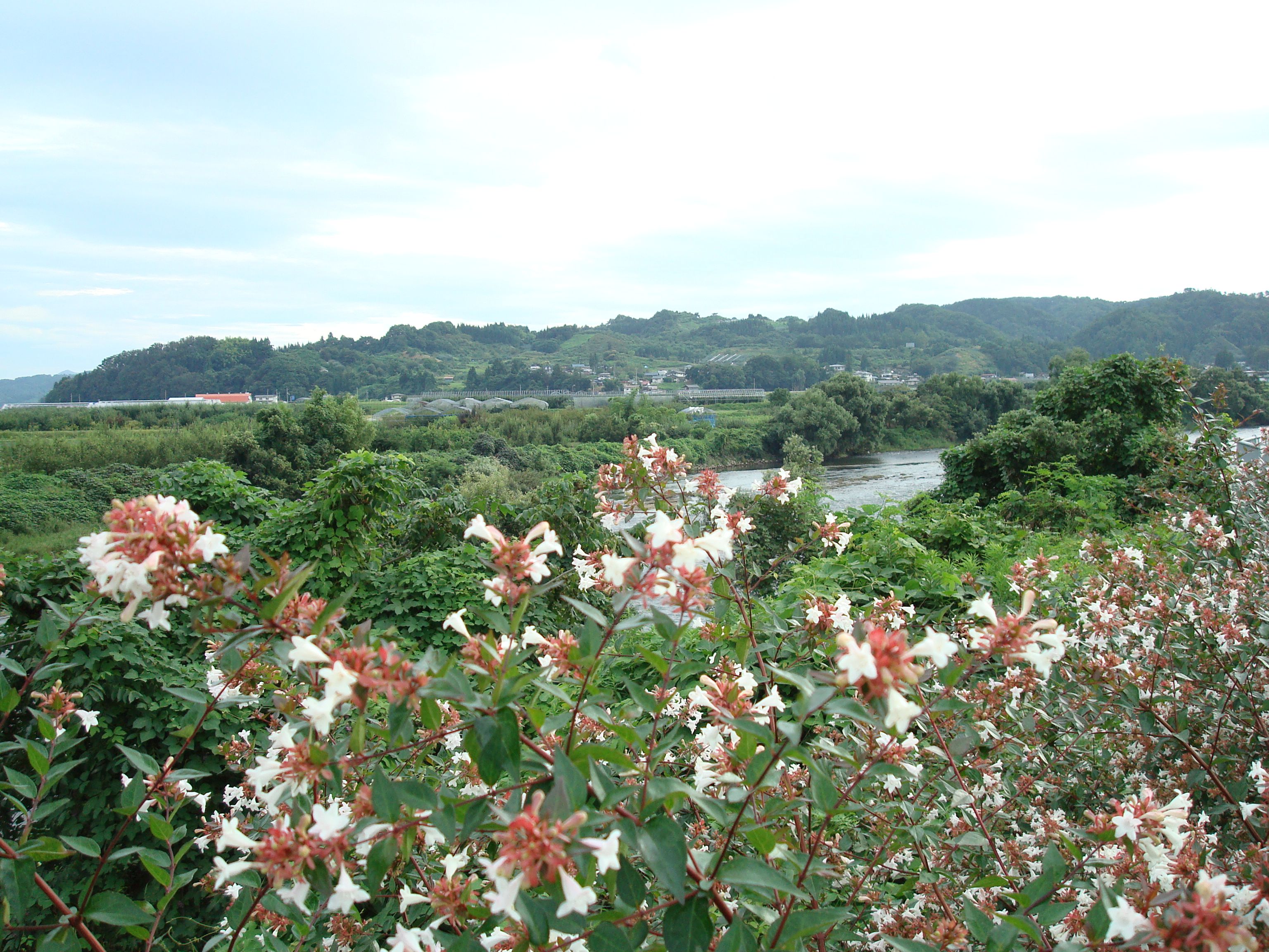花咲フェアｉｎさがえの会場から見た最上川