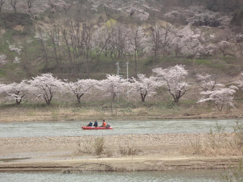「最上川桜遊覧」運航しています！