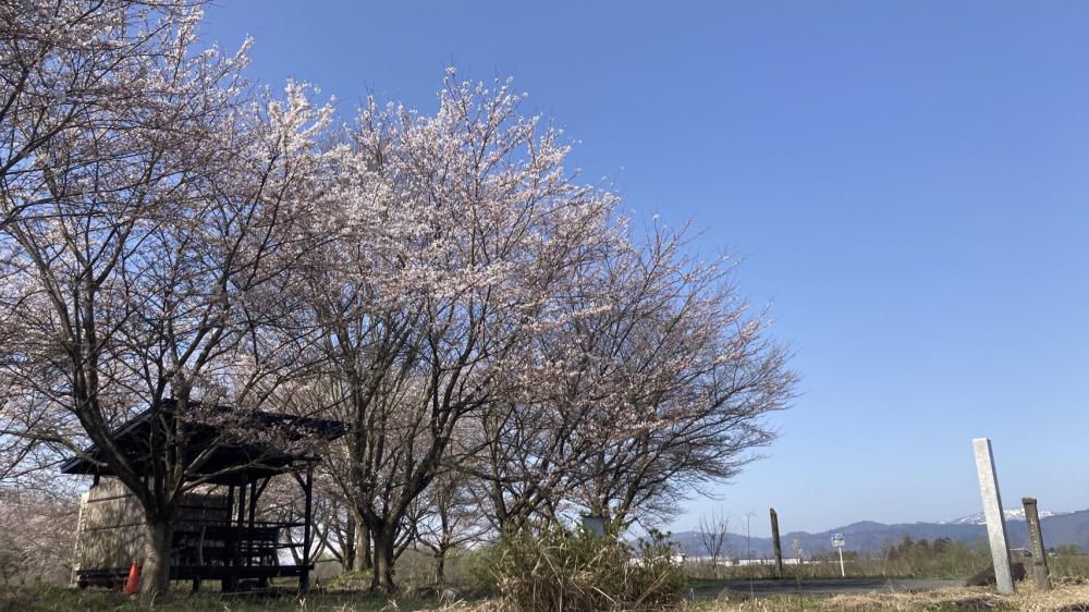 最上川桜遊覧2日目　　　令和6年4月13日(土）