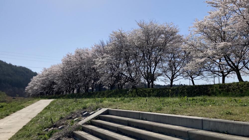 最上川桜遊覧　最終日　令和6年4月15日(月）