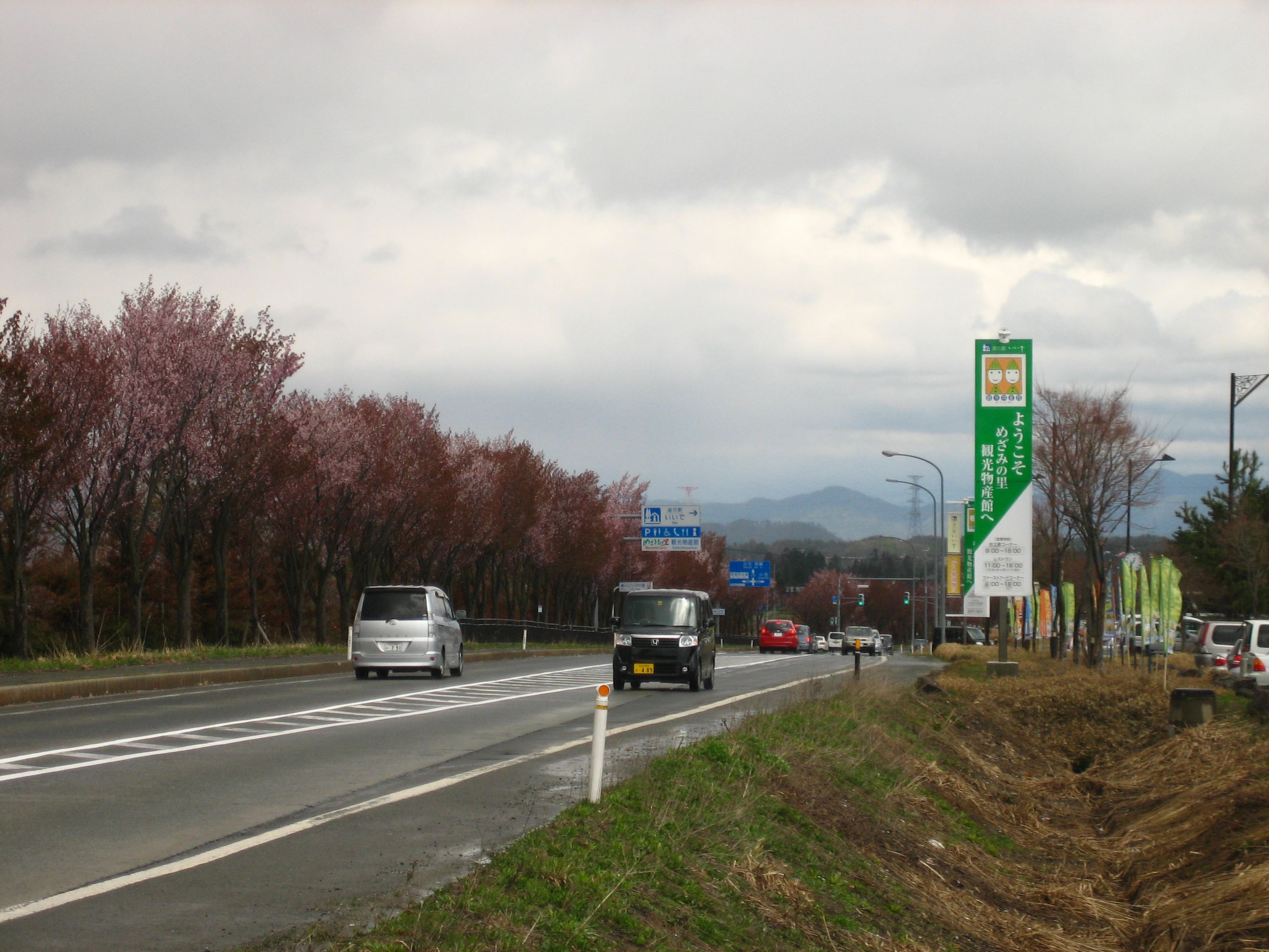 国道１１３号線沿いのさくら満開