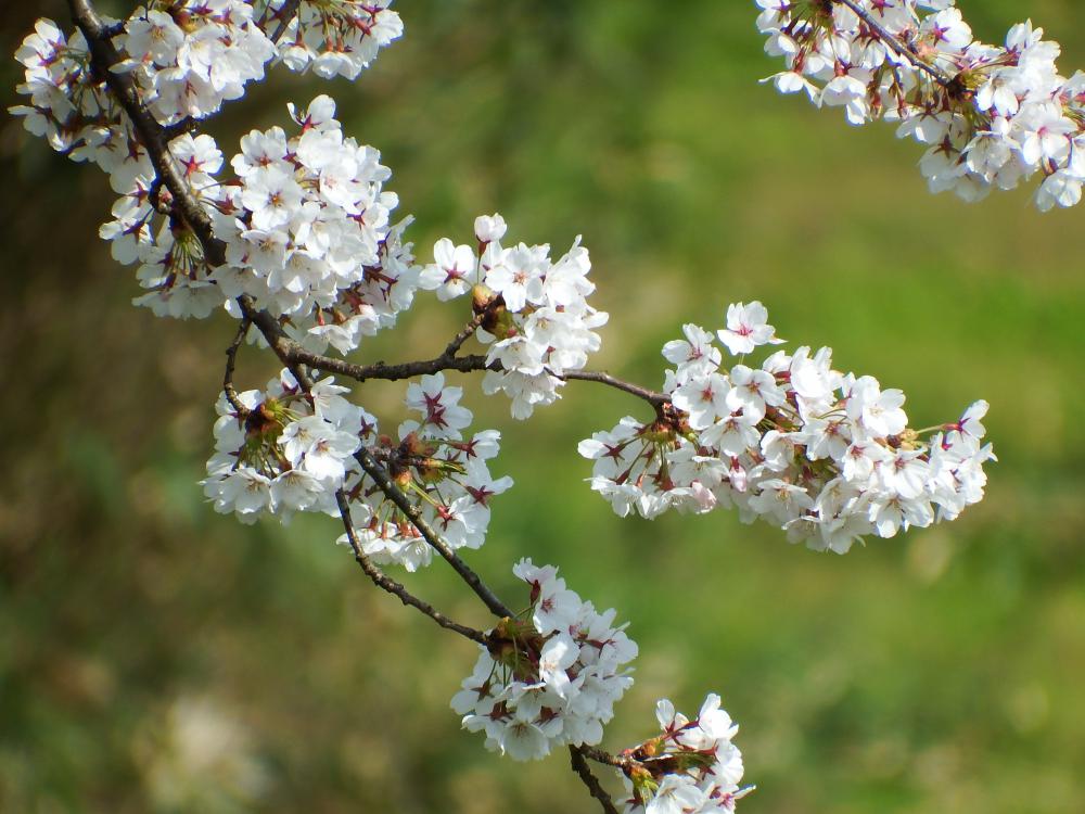 やまのべの桜開花状況