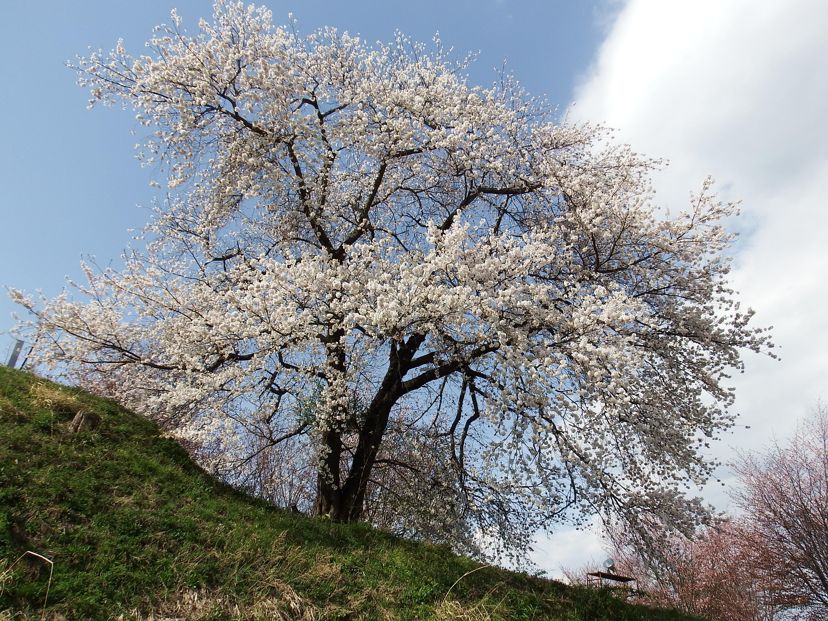 やまのべの桜開花状況