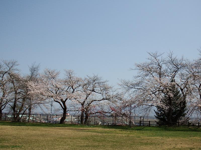 やまのべ桜開花状況