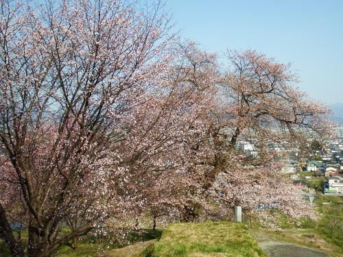 桜の開花状況　【2016.4.13現在】