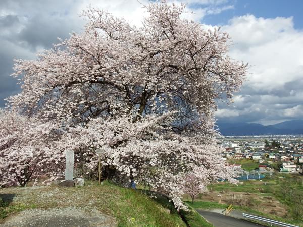 桜の開花状況　【2016.4.15】