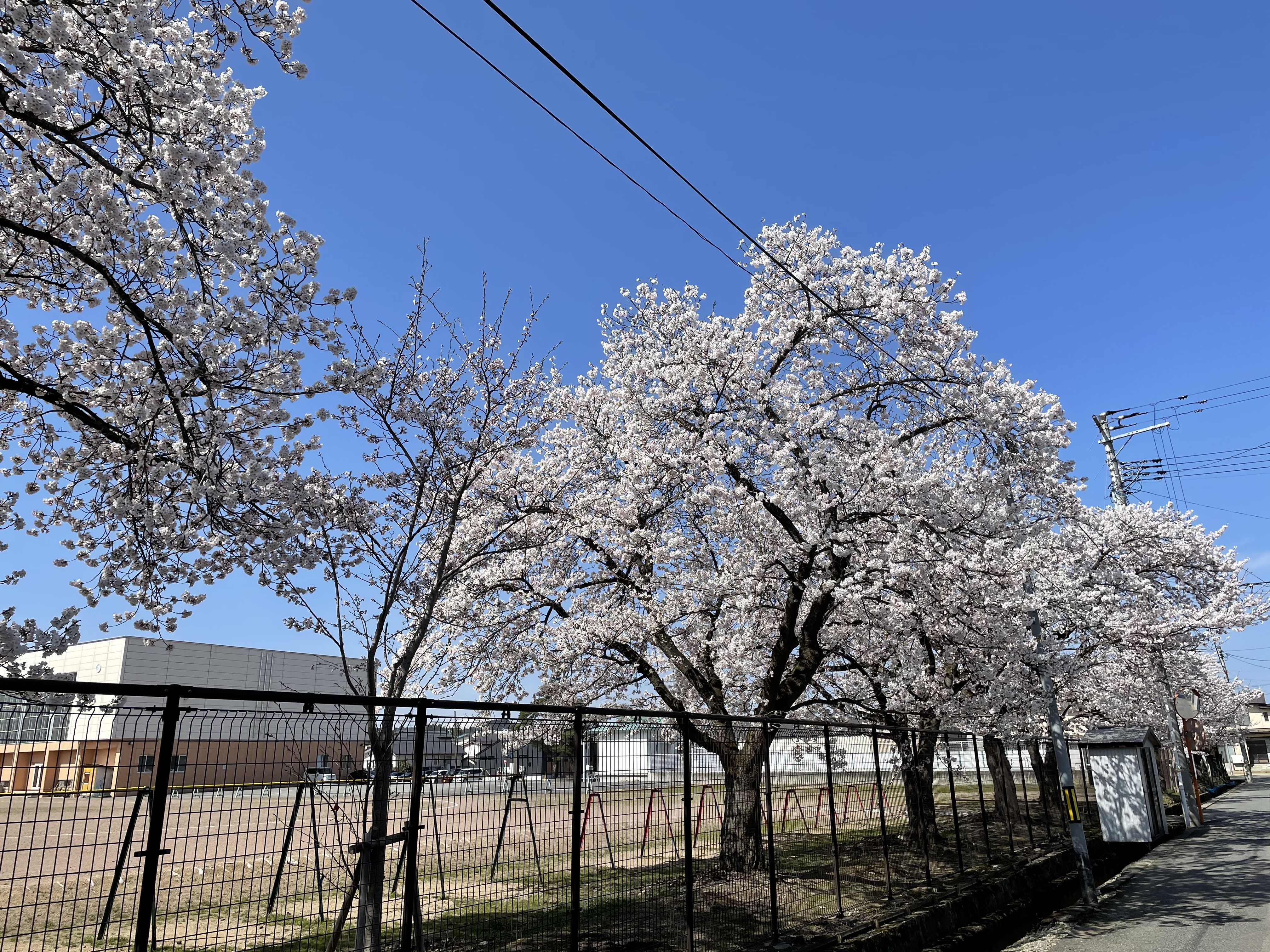 ★味よし「綺麗な桜…🌸今年も満開♬」