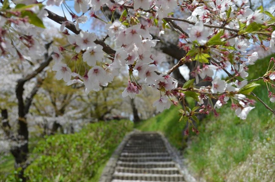 烏帽子山の桜　花吹雪