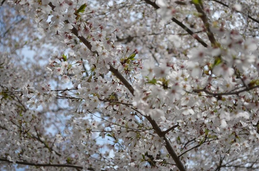 烏帽子山の桜　花吹雪