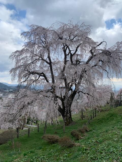 南陽市の桜
