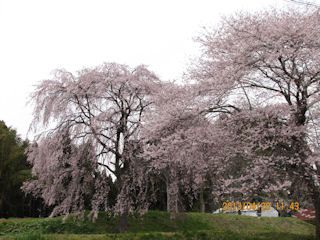 桜ツアー
