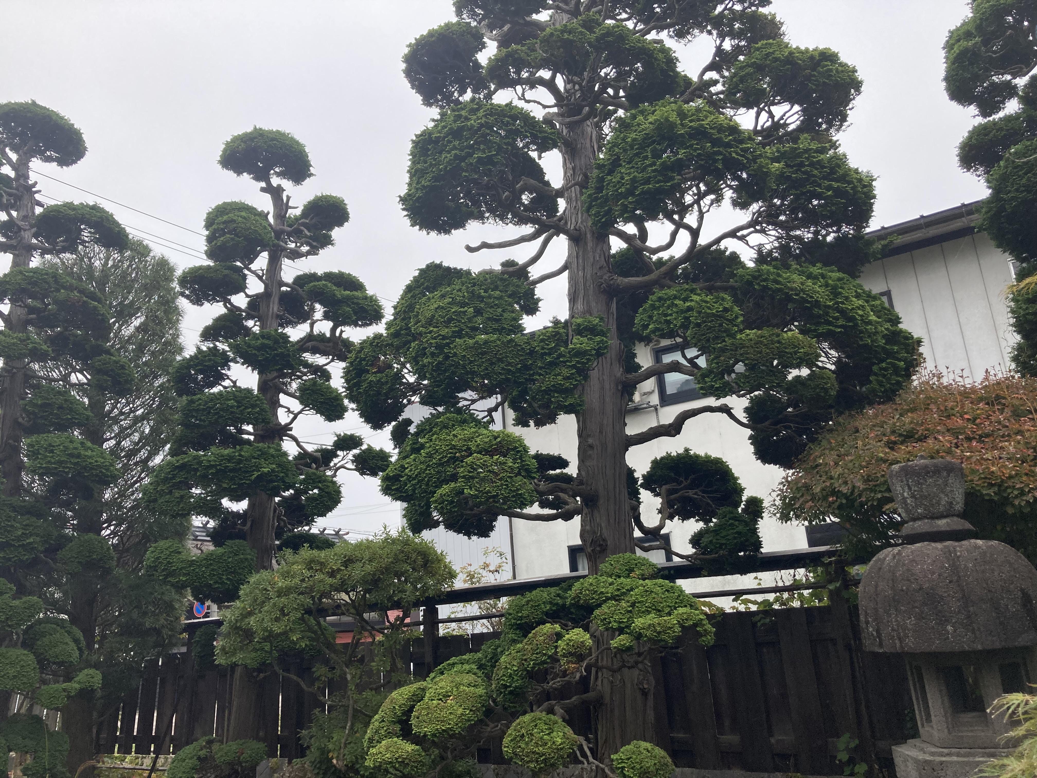 いちまた庭で振袖レンタル撮影もできます!