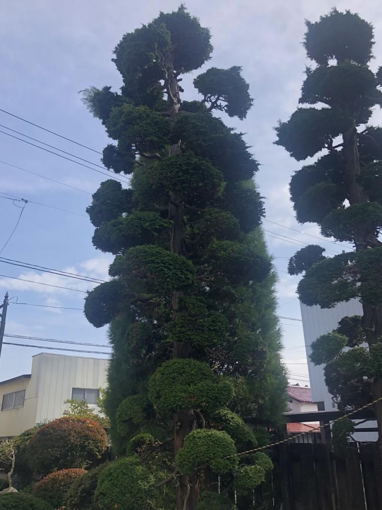 長井市1番の玉檜葉たち