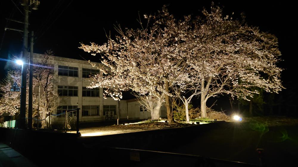 夜桜3分咲き
