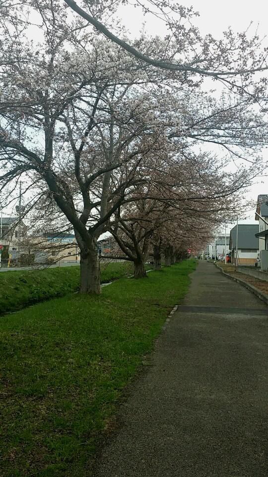 村山の桜今週末見頃です！