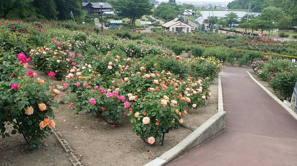 東沢公園薔薇見頃です！