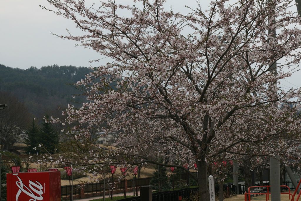 東沢公園の桜と山形牛