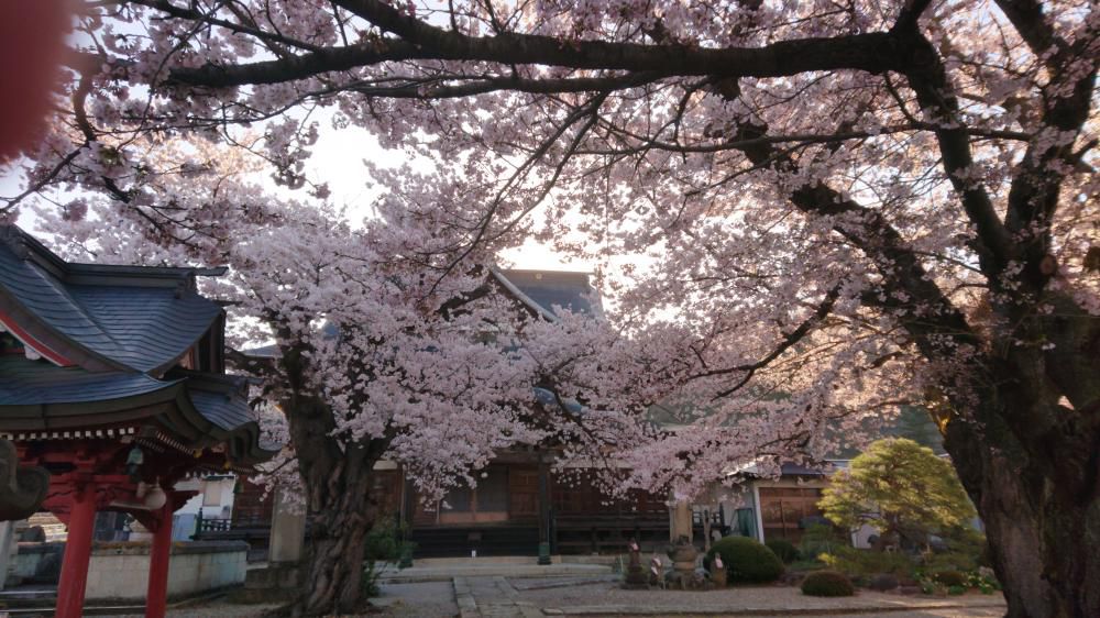村山の桜今見頃です！