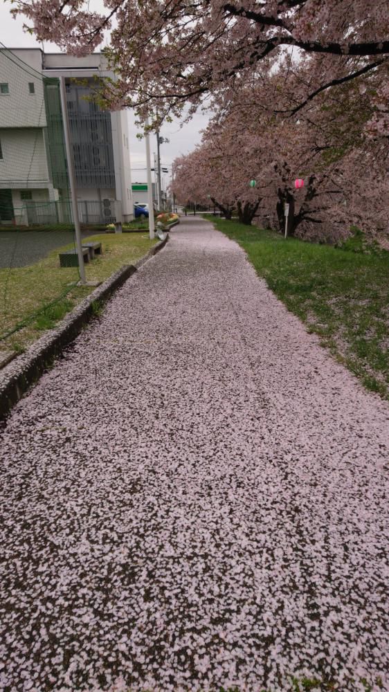 桜のジュウタン