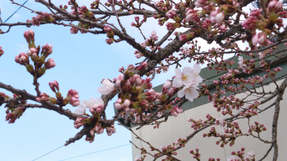 村山でも桜の開花