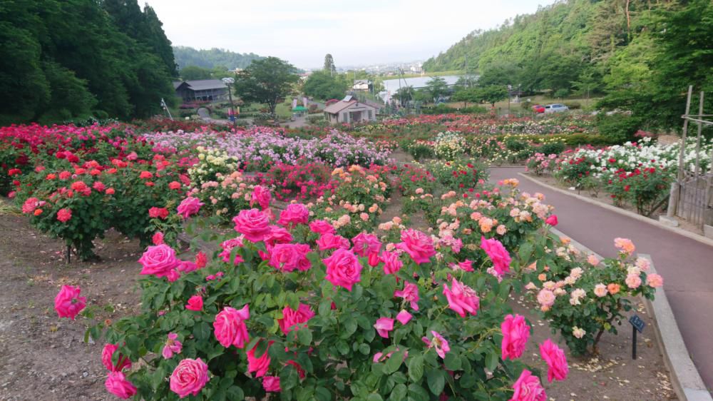 東沢公園のバラの花見頃です！