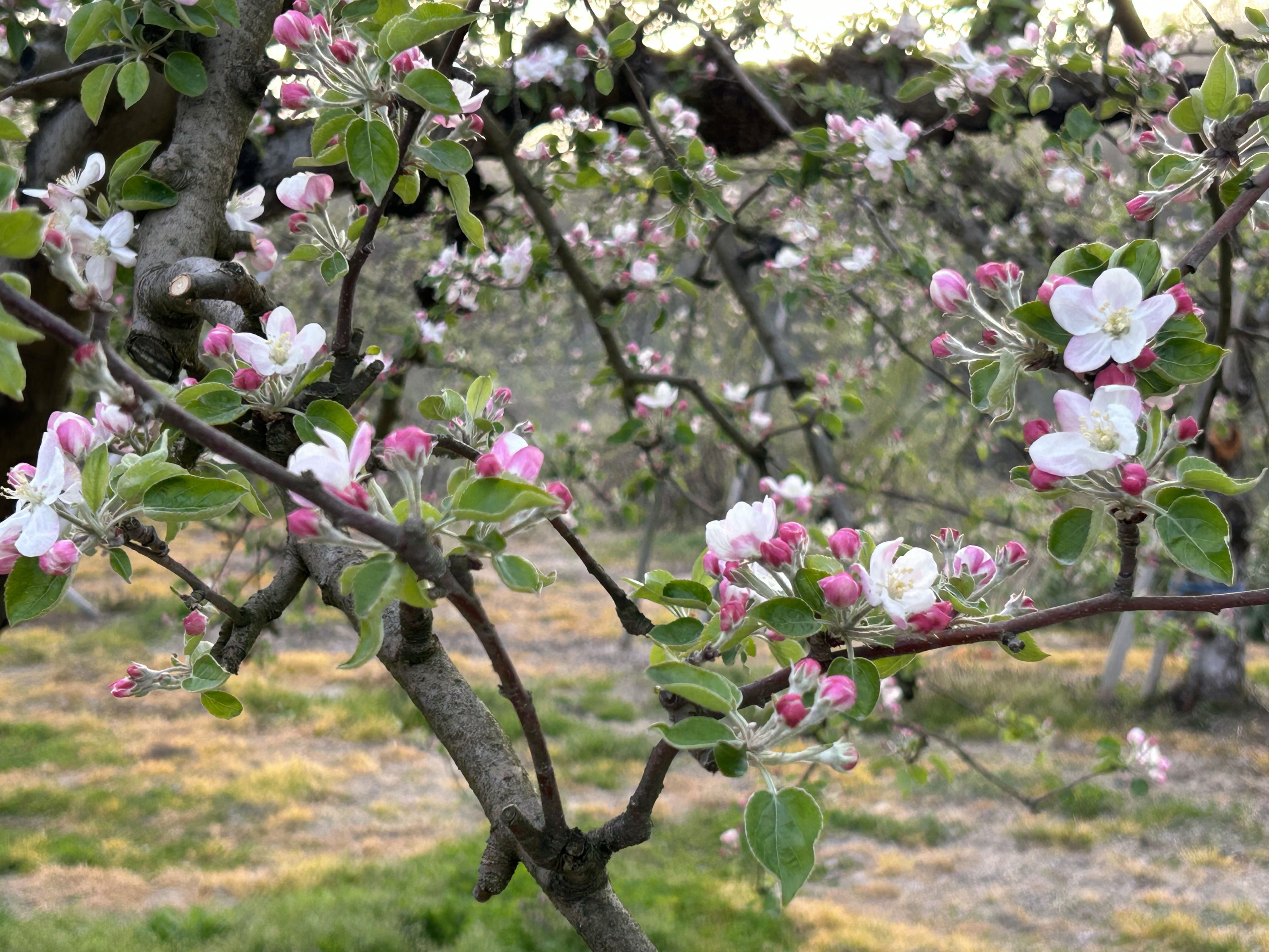 りんごの花が咲きました