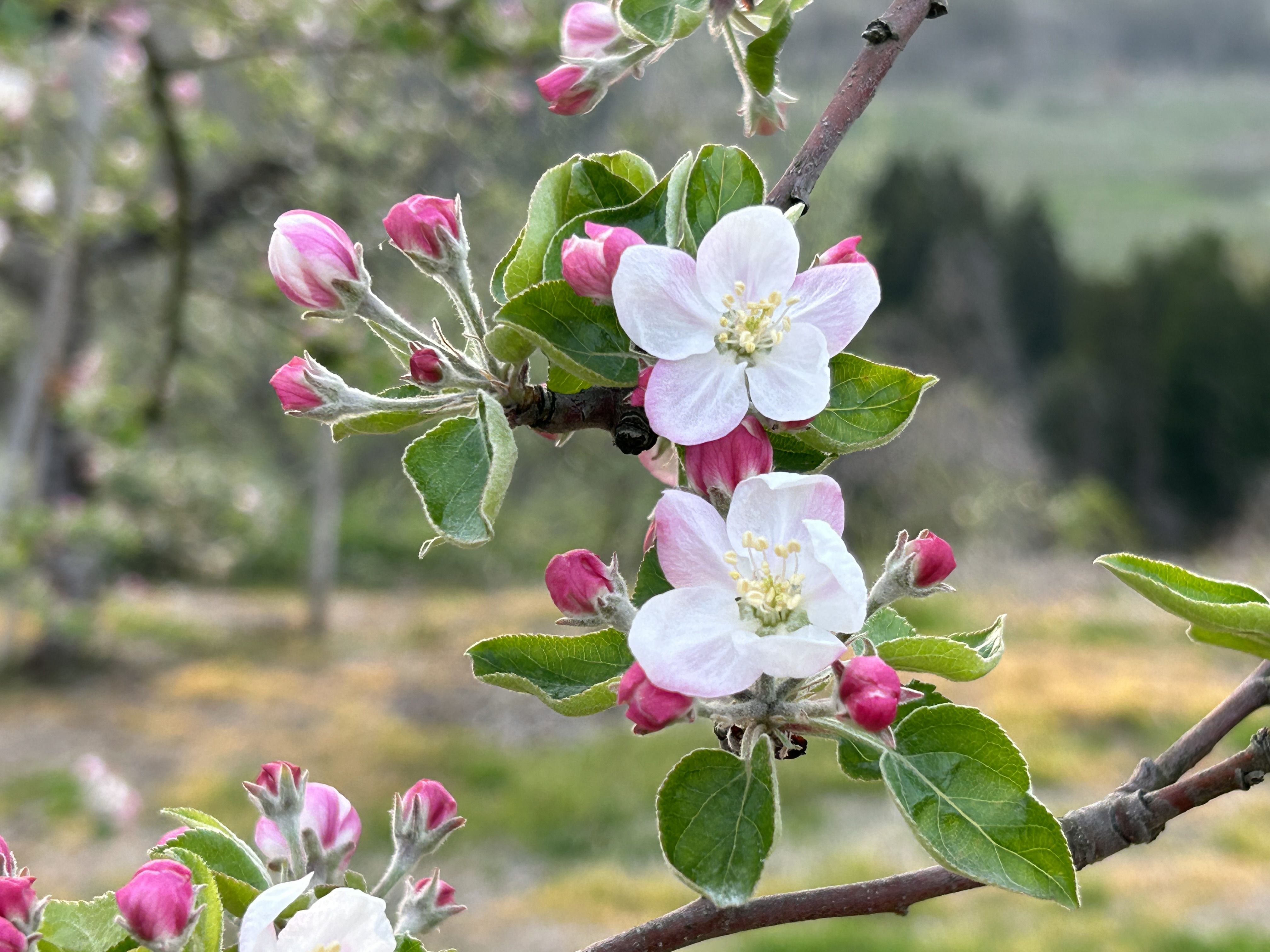 りんごの花が咲きました