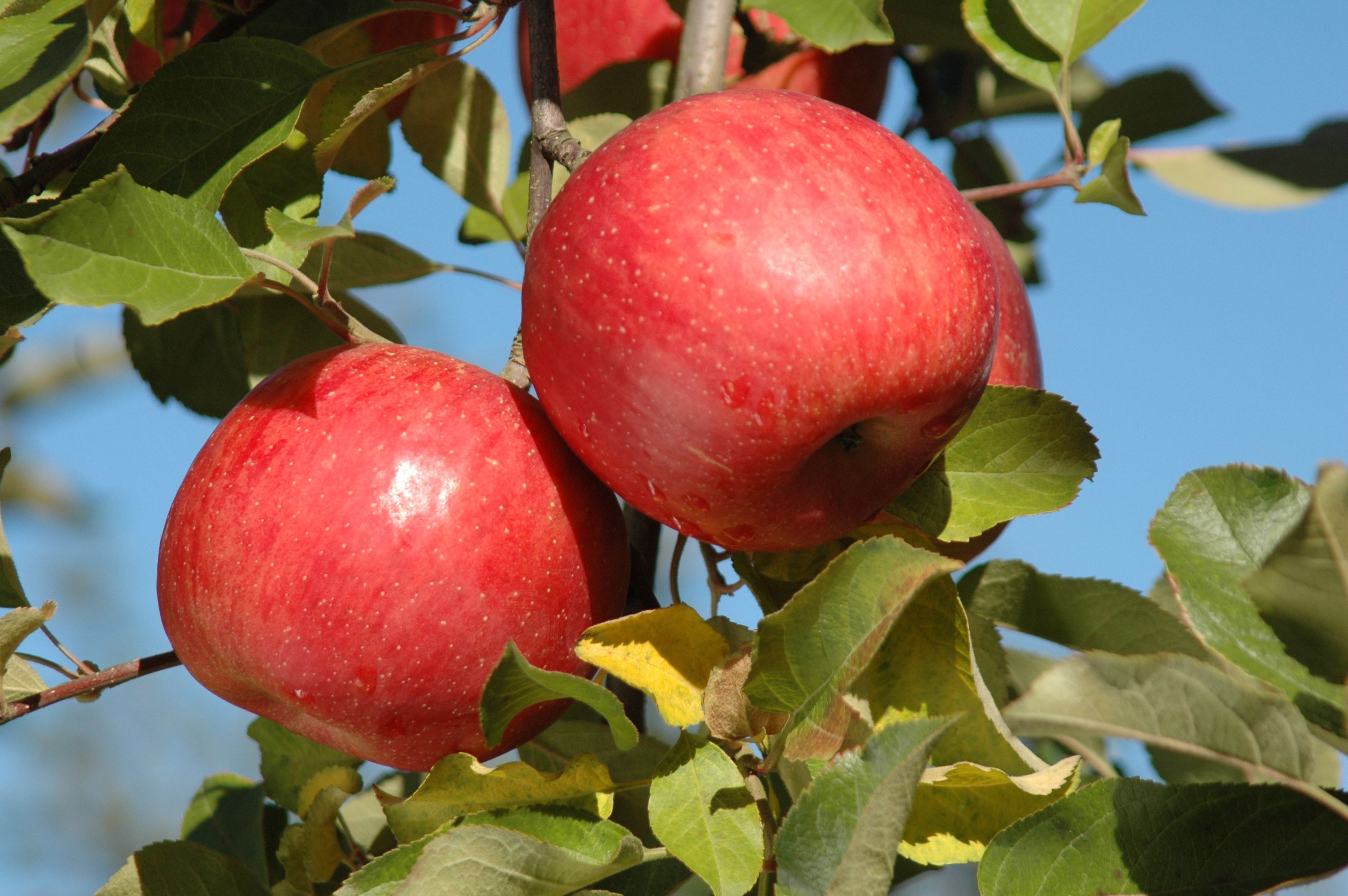 【募集】朝日町「りんごの樹オーナー制｣ 募集のお知らせ　※終了しました※