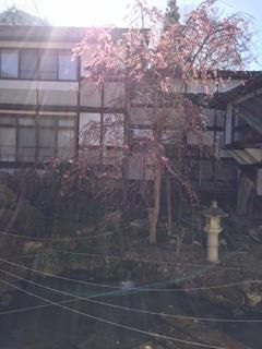 旭屋のしだれ桜