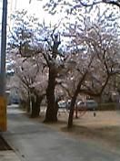 小野川公園の桜　　必見
