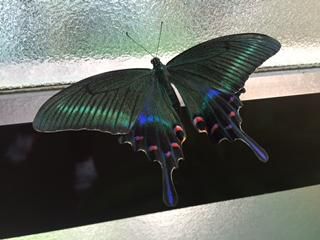 大きな　蝶々　！！！