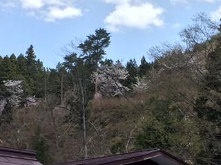 裏山の 桜公園