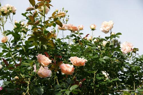 《バラ庭》ガーデン～・・メモリアル～6/2のバラ～