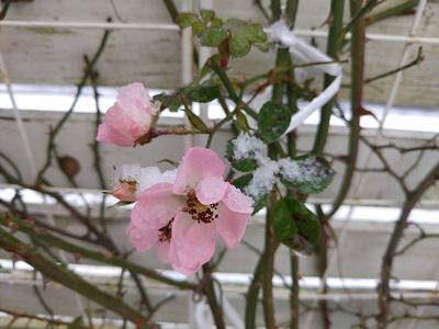 《バラ庭》ガーデンNOW〜・・きょうは朝から雪・・・/