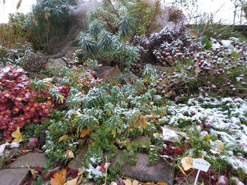 《バラ庭》ガーデンNOW~きのう19日、予報通り初雪!