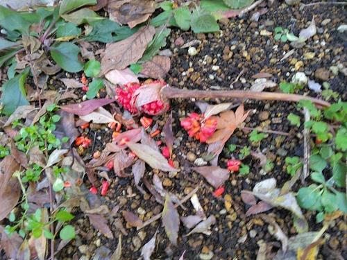 《バラ庭》ガーデンNOW~これは何でしょう―