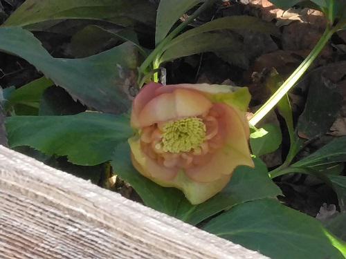 《バラ庭》ガーデンNOW~気持ちも春へ~