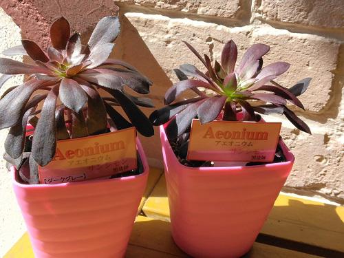 《バラ庭》ばーばの庭遊び・・多肉おばさん~もう少し