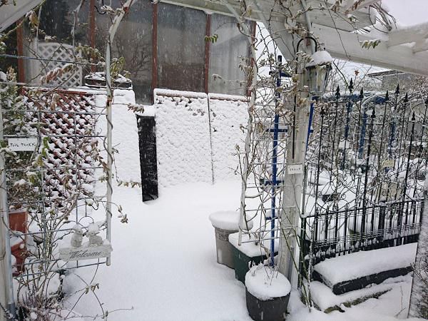 《バラ庭》ガーデンNOW～・・きょうは、雪一色！!
