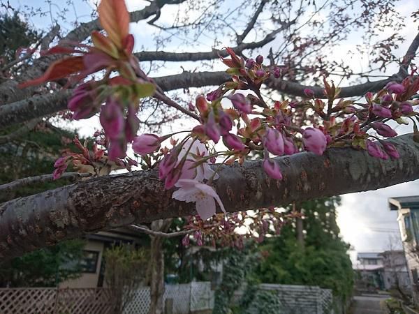 《バラ庭》つれづれ～・・我が家の桜も今日開花宣言。。。