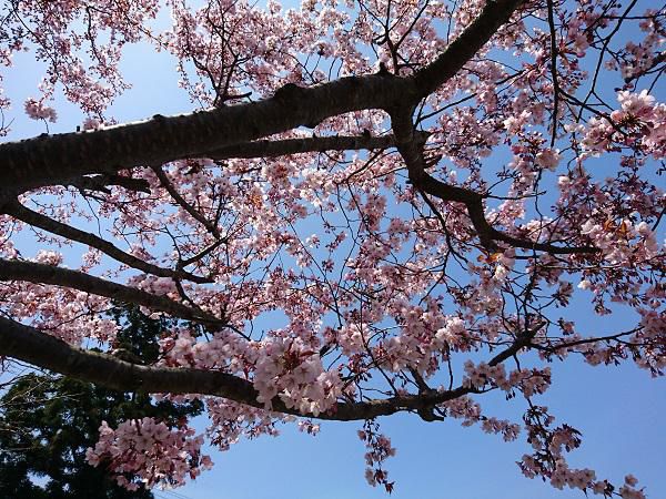 《バラ庭》つれづれ～・・きょうの桜は７分咲き？？