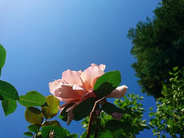 《バラ庭》ガーデンNOW～・・今朝は青空に映え。。。！！