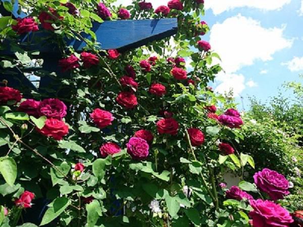 《バラ庭》ガーデンNOW～・・赤いバラ特集～