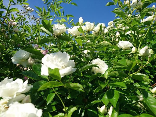 《バラ庭》ガーデンNOW～・・白いバラ～(^^♪