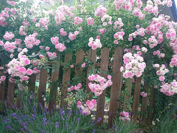 《バラ庭》ガーデンNOW～・・庭の裏側をぐるり！！