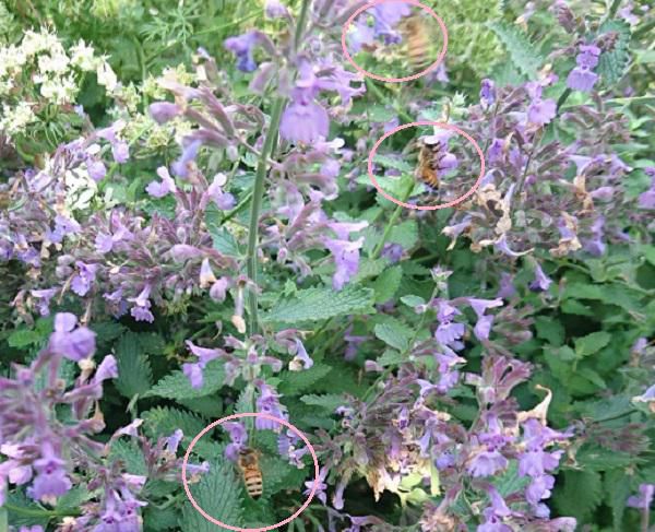 《バラ庭》ガーデンNOW～・・今朝の庭、ミツバチが！!