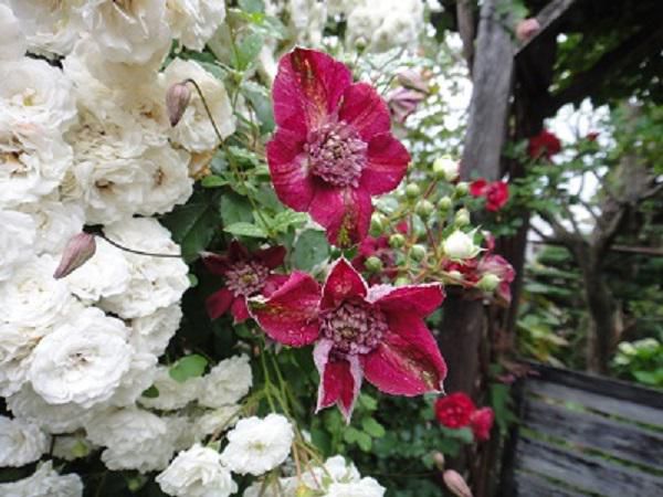 《バラ庭》ガーデンNOW～・・バラ、クレマチスまだまだ咲いています！！